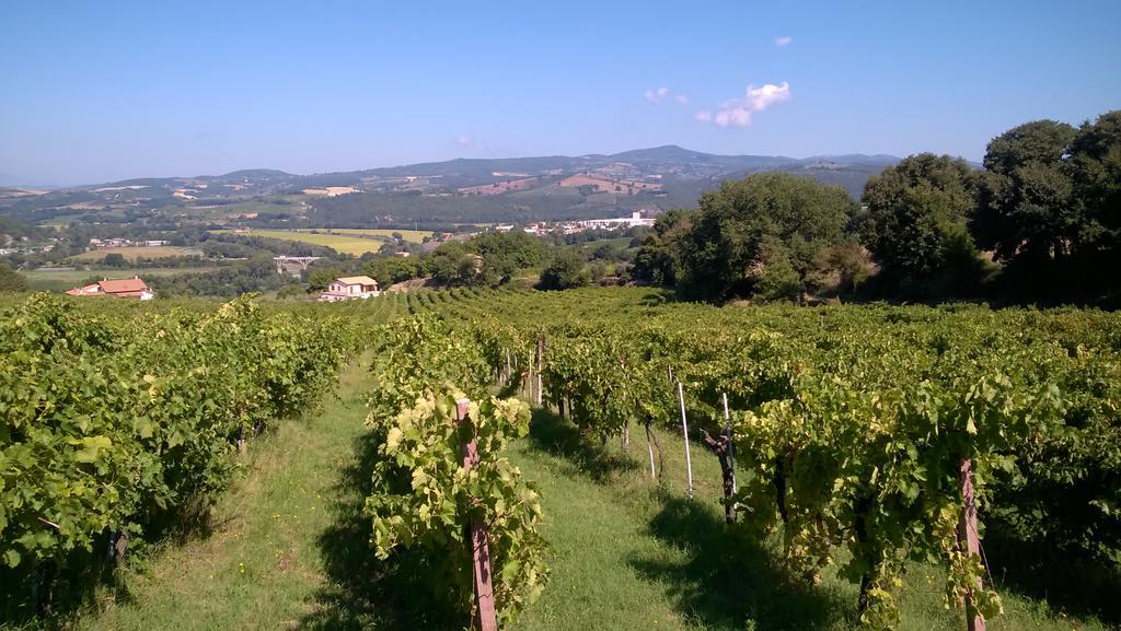 Agriturismo La Vite E L'Ulivo Baschi Εξωτερικό φωτογραφία